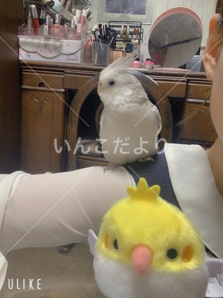 迷い鳥の写真