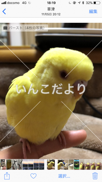 迷い鳥の写真