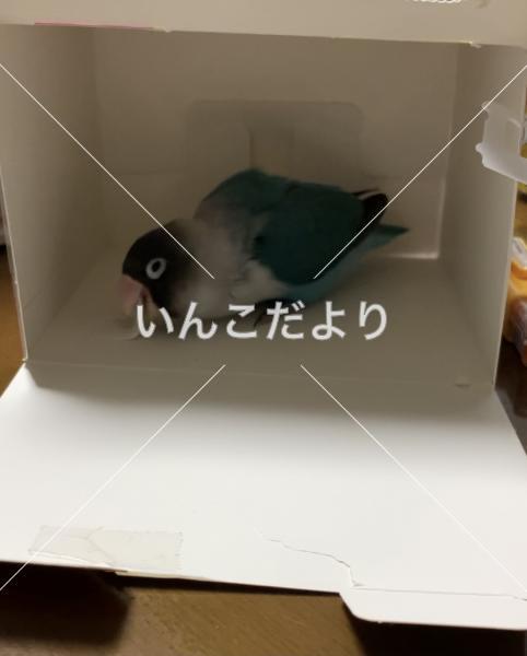 迷い鳥の写真