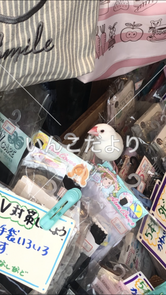 保護鳥の写真