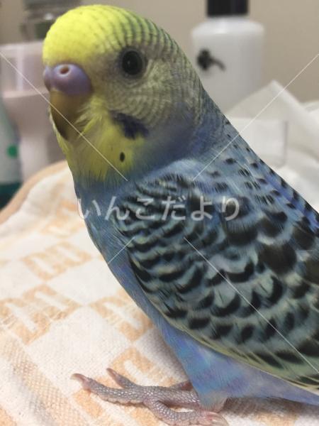 迷い鳥の写真