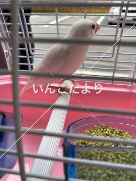 保護鳥の写真
