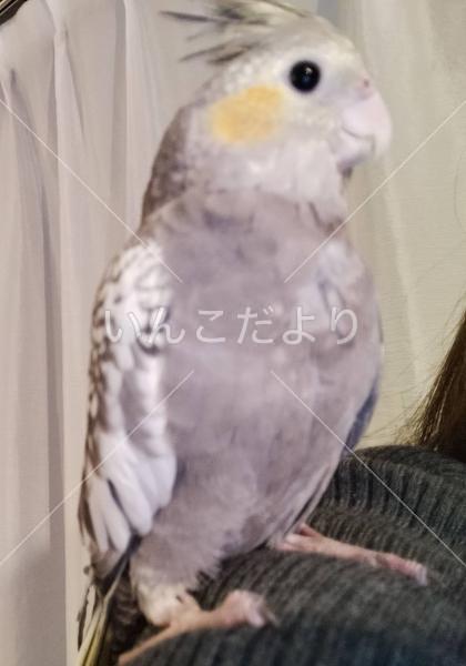 迷い鳥の写真