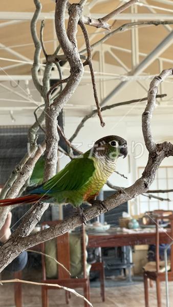 迷い鳥の写真
