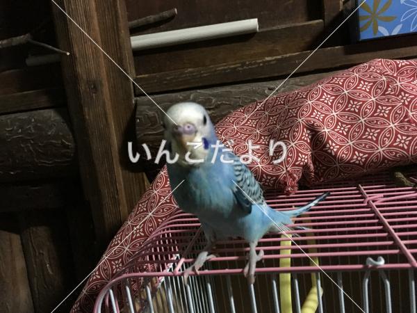 迷い鳥の写真