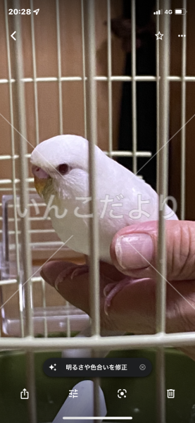 迷い鳥の写真
