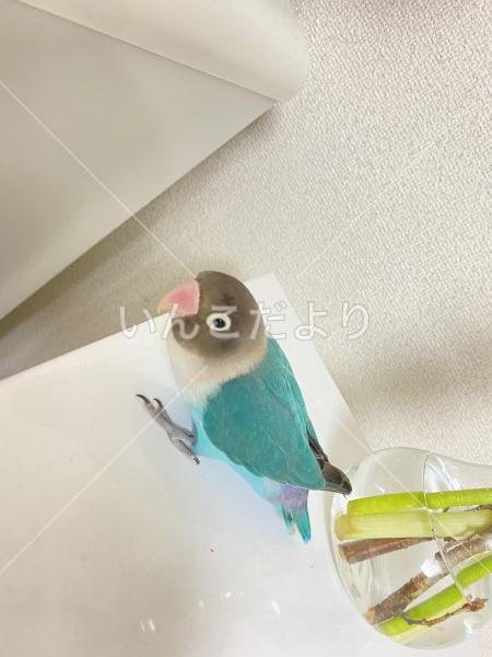 迷い鳥の写真