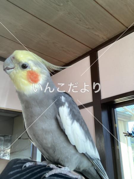 迷い鳥の写真