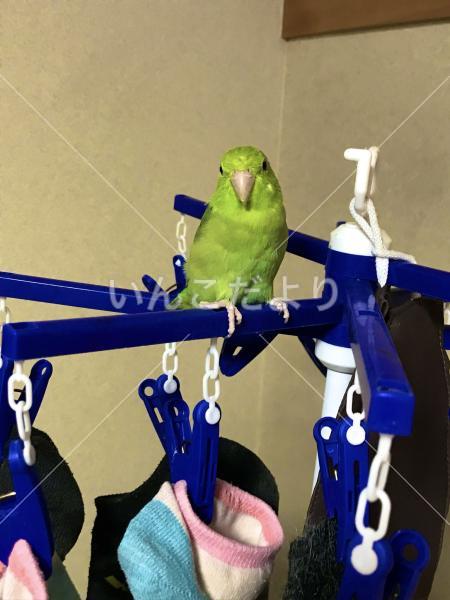 迷い鳥の写真