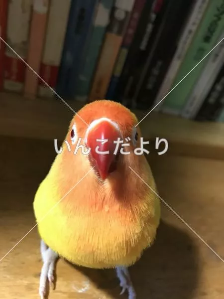 迷い鳥の写真