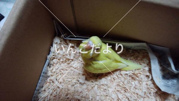 迷い鳥の写真