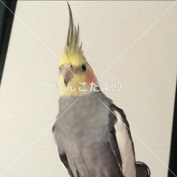迷い鳥の写真