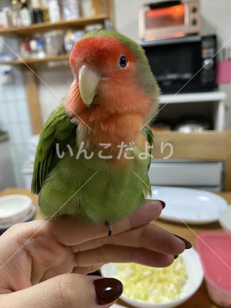 迷い鳥の写真