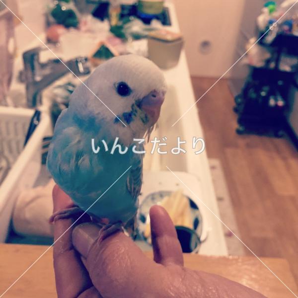 迷い鳥の写真