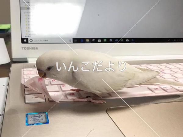 迷い鳥の写真
