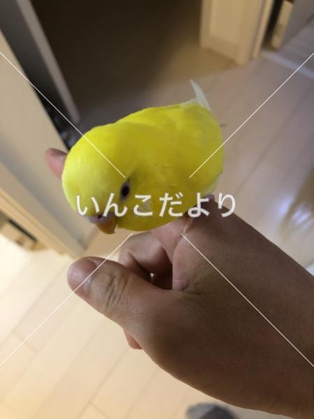 保護鳥の写真