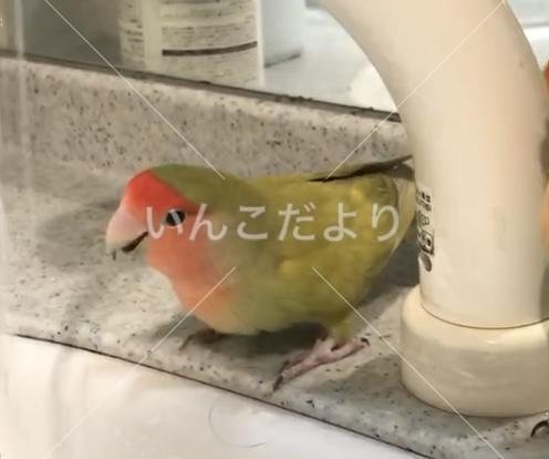 迷い鳥の写真