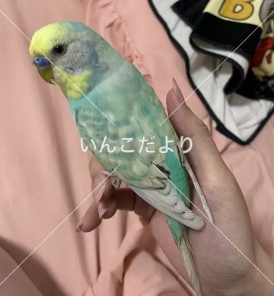 保護鳥の写真