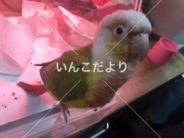 保護鳥の写真