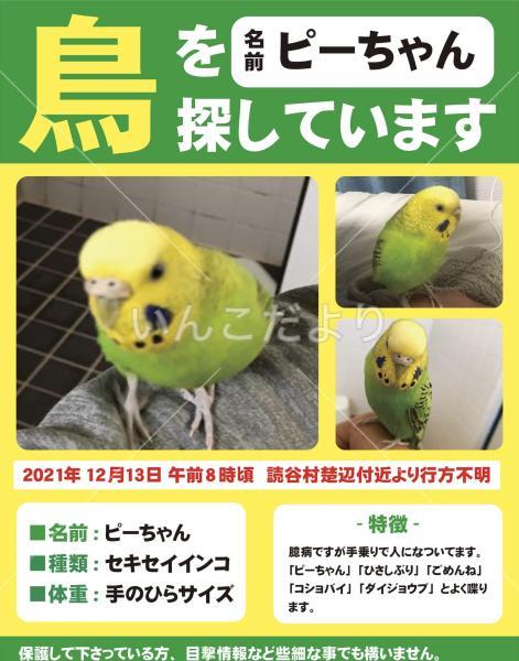 迷い鳥の写真