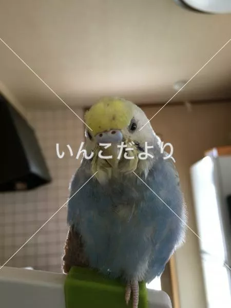 迷い鳥の写真