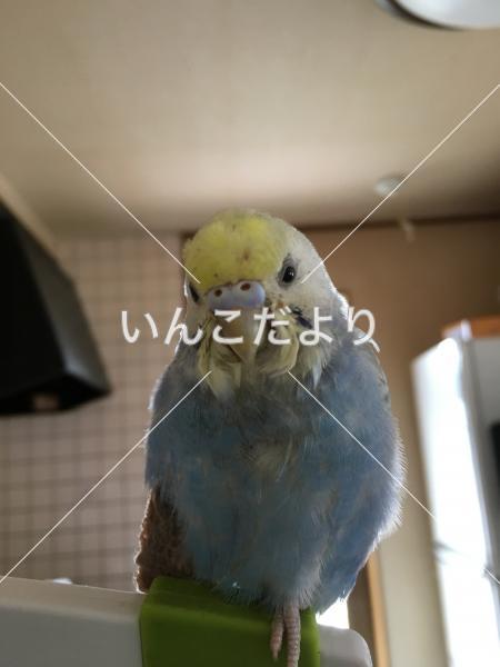 迷い鳥の写真