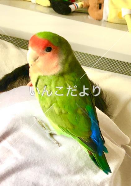 迷い鳥の写真