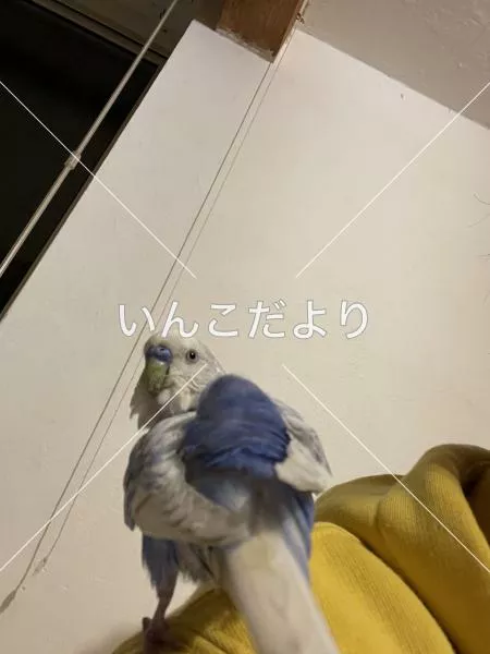 保護鳥の写真