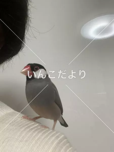 迷い鳥の写真