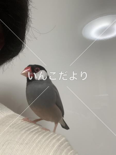迷い鳥の写真