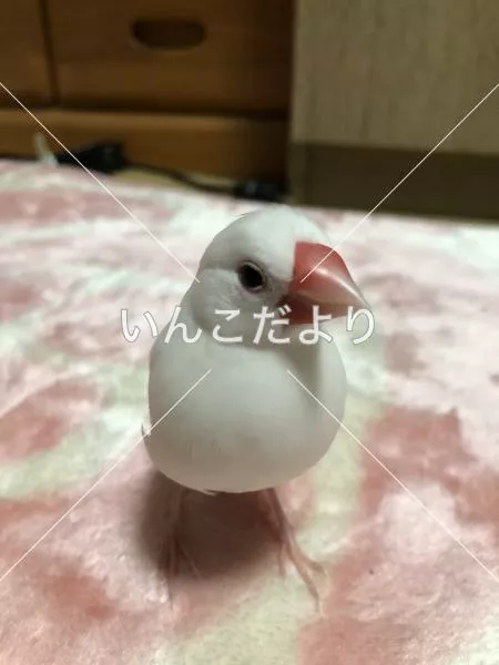 迷い鳥の写真