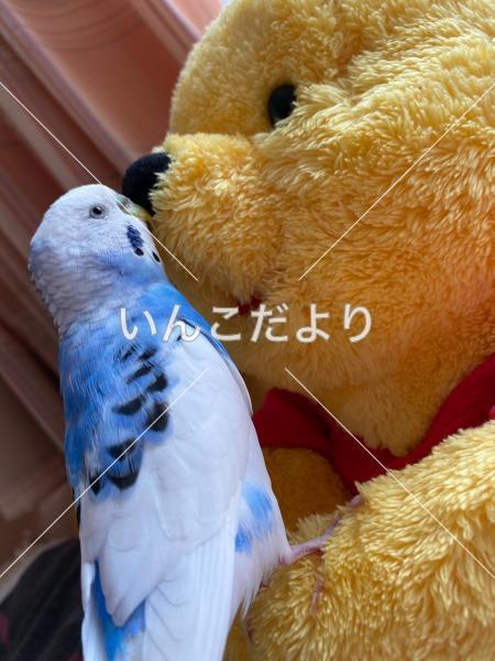 迷い鳥の写真