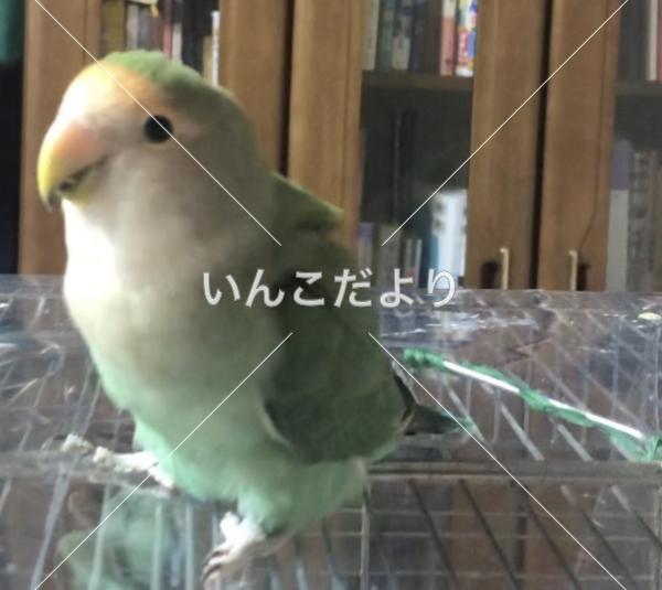 迷い鳥の写真