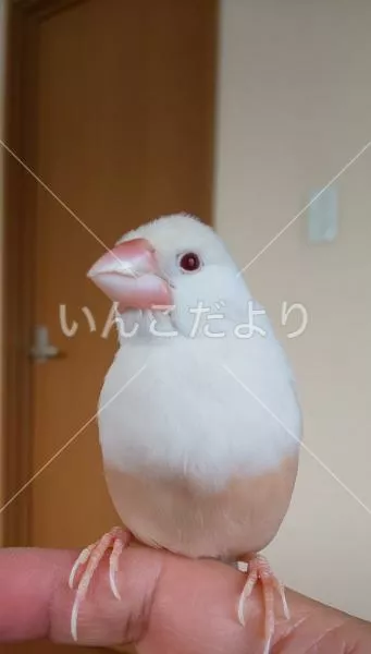 保護鳥の写真
