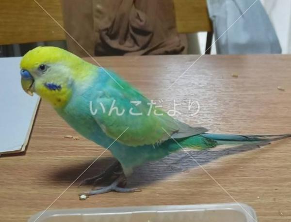 迷い鳥の写真