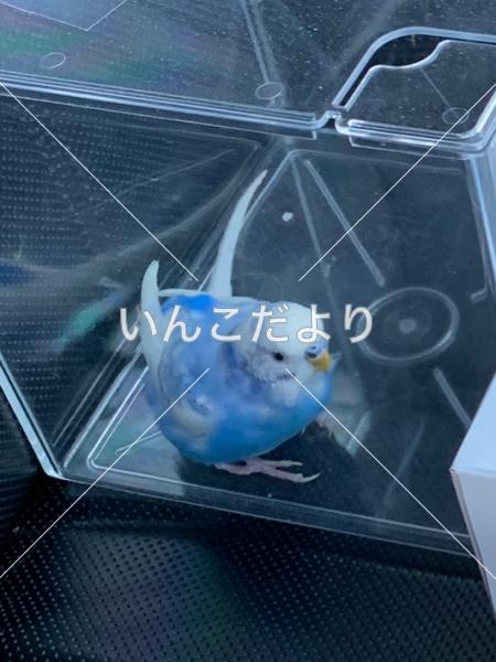 保護鳥の写真