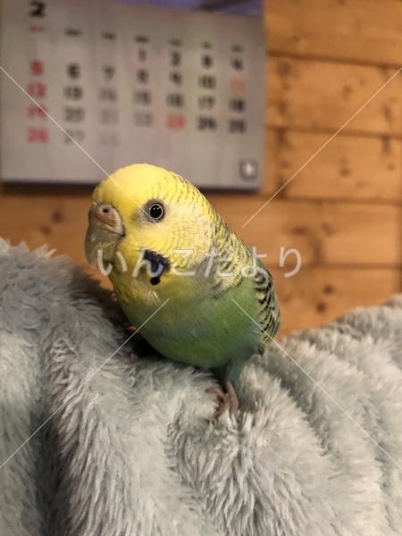 保護鳥の写真