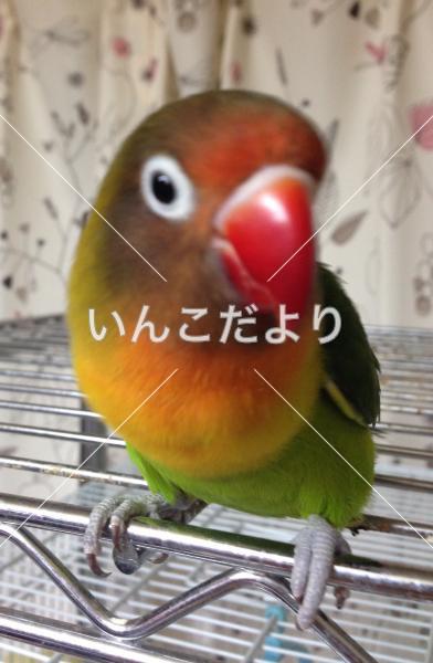 迷い鳥の写真
