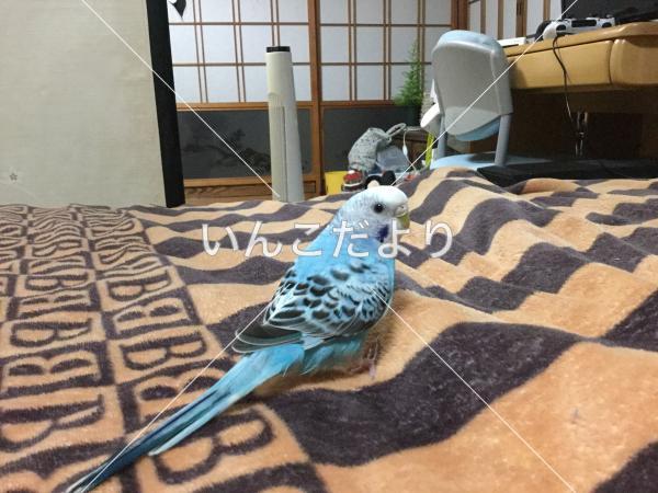 迷い鳥の写真