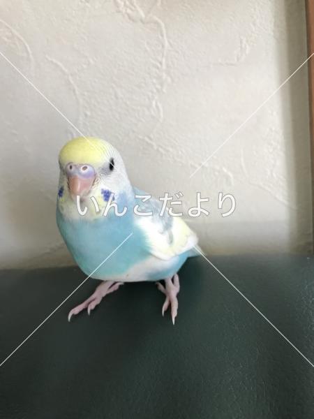 迷い鳥の写真