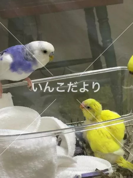 迷い鳥の写真