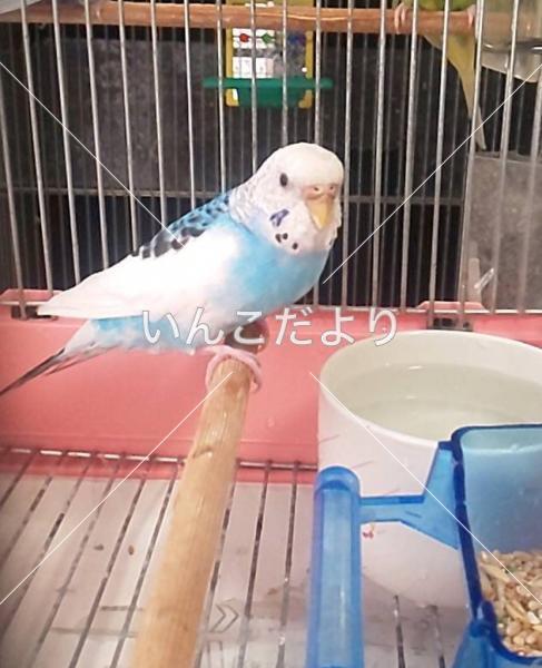 保護鳥の写真