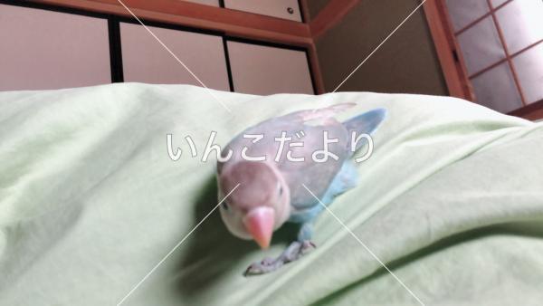 迷い鳥の写真