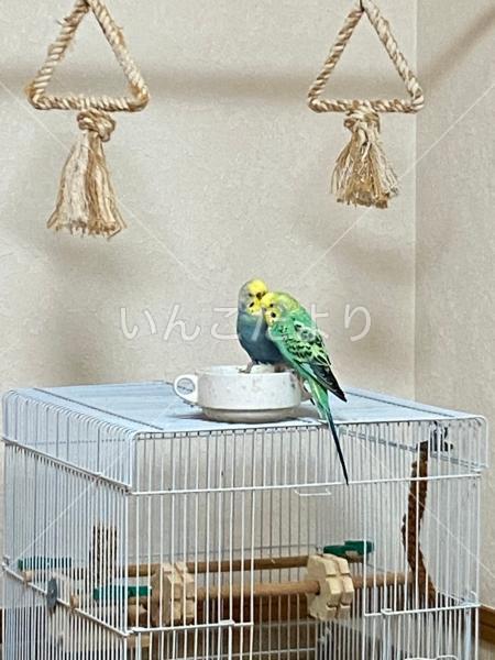 迷い鳥の写真