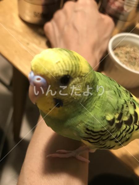 迷い鳥の写真