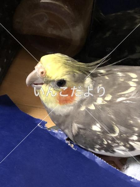 迷い鳥の写真