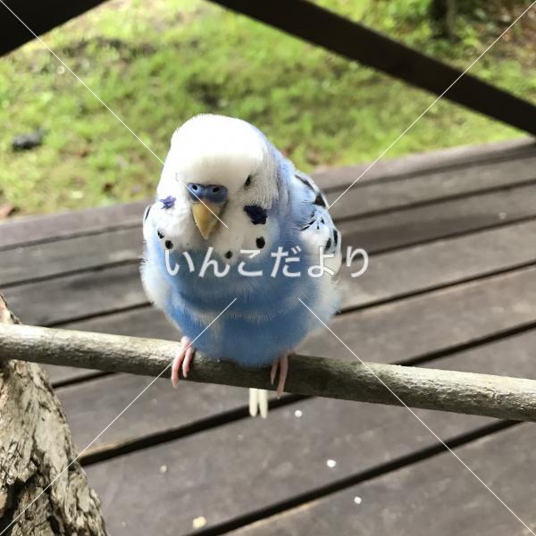 保護鳥の写真