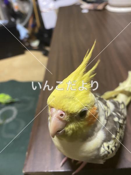 迷い鳥の写真