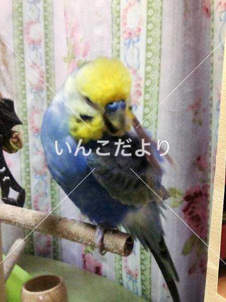 迷い鳥の写真