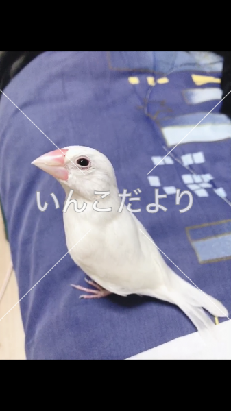 迷い鳥の写真